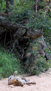 Leopard Cub Tumbles from Tree! | Wild Africa