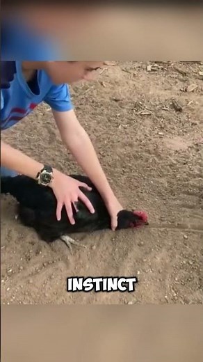 Draw a Line and Watch What Happens to the Chicken!
