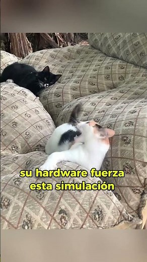 Cuando descubres por qué tu gato se "vuelve loco" a las 3 AM 🛑