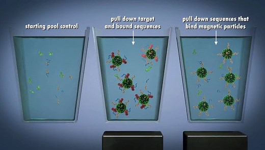 X-SELEX核酸适配体筛选
