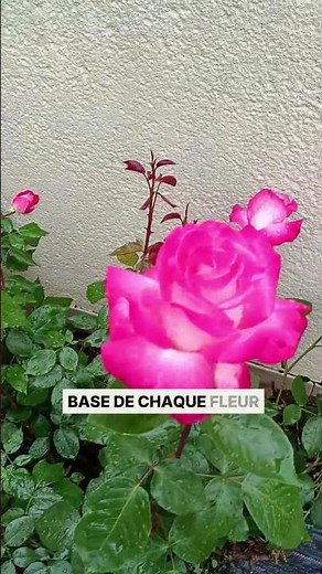 How to get spectacular blooms on a pink and white rose bush? 🌹