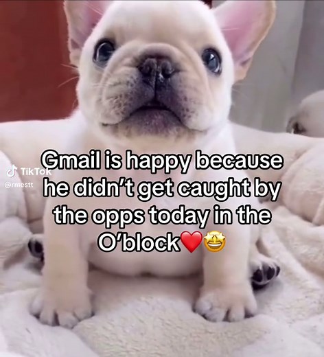 Funny Dog Meme Compilation: Gmail's Peaceful Day 🤩❤️