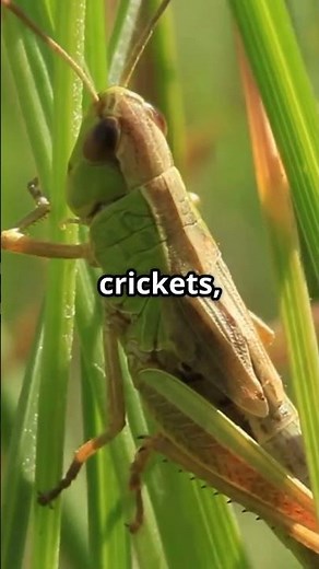 Camel Crickets: The Jumping Intruders In Your Basement‼️