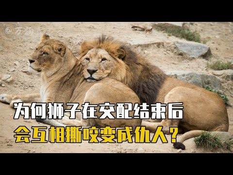 狮子的交配能有多奇葩？过程中雌性面露难色，结束后追着雄狮暴打【万物真实】