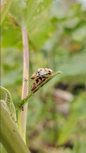 This Is How Ladybugs Reproduce 🐞 | Macro Nature #nature #yumnavillage #insects #shorts #wildlife