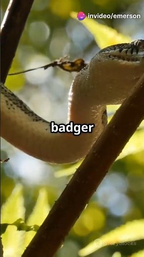 Fierce Honey Badger vs Giant Python