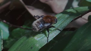 An older Common Carder bee Bombus pascuorum with ragged wings grooming itself rubbing viscous fluid with its rear legs over light-coloured hairs of its lower abdomen whilst on a leaf