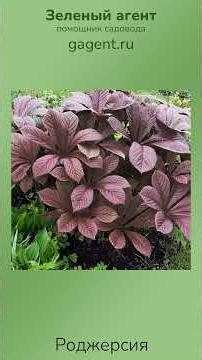 Rodgersia #plants #garden #gardening #vegetable garden