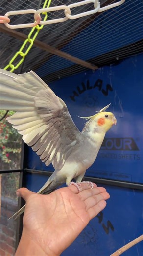 Cockatiel saying big wings 🪽 #talkingparot #birds #talkingcockatiel #cockatieltalking #petbirds