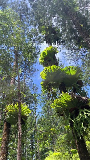 Exploring Pandora’s Trees on K’gari Island