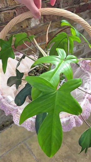 🌿 This is the green, non-variegated Philodendron Florida Beauty