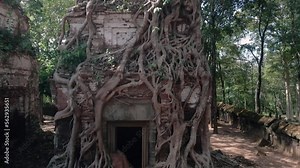 Roots of Angkor. Dramatic tree root system, strangler fig, clings to a temple. Prasat Pram, Koh Ker, Angkor Wat Cambodia, Pedestal shot.