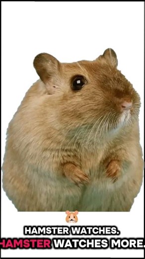 tutorial hell explained by hamster #hamster #smartphone #pets #gamedev #cute #silly #gaming