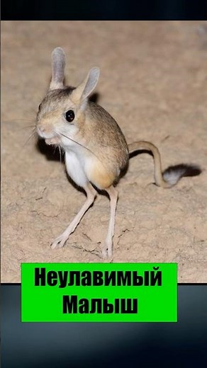 #animals #nature #desert #jerboa #fox #fennec #wildlife #nighthunting #survival