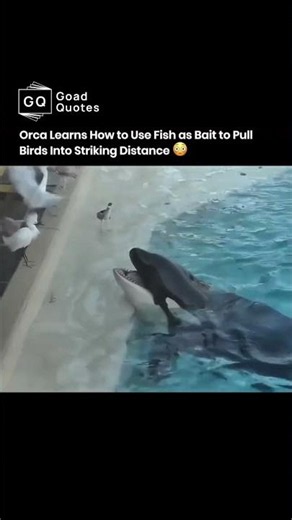 Orca Learns How to Use Fish as Bait to Pull Birds Into Striking Distance 😳