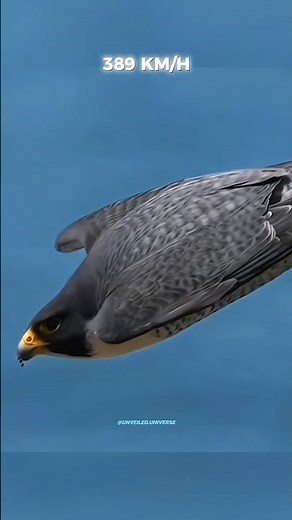 Fastest animals in the World #science #sciencefacts