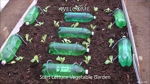 How to make Self Watering System for your Plants using waste Plastic Bottle and a Rope Ropes transfer water by dripping There are no heating problems since after about 15 days the leaves are already covering the Lettuces Plants This Irrigation system has several advantages: 1- We are recycling and reusing Disposable Materials 2- Economics of water, no waste 3- Irrigation Autonomy for 3 days, Let's start! ========================= Video Source: https://www.youtube.com/watch?v=00eTzc00Fso | EcoHyd