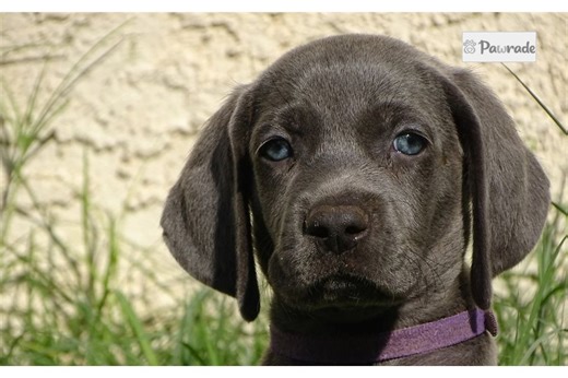 Nate - Weimaraner Puppy 16CBC4