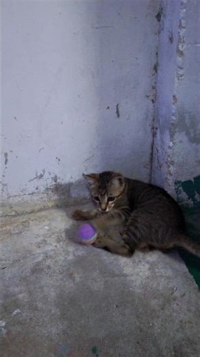 Power Cat Playing Ball | Cute Cat Fun Time 🐱⚽