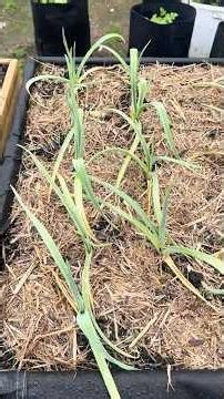 Garlic Growing Experiment Week 12 🧄 Which Garlic Method Is Working Best? Garden Update