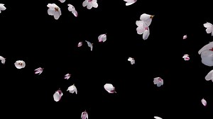 Download Sakura Fall with Alpha Channel for free