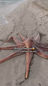 Things humans weren’t meant to see😨 #scary #horrortok #creepy #moana | You Didn't Know