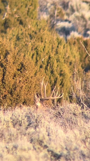 Understanding Mule Deer Behavior in Wildlife Conservation