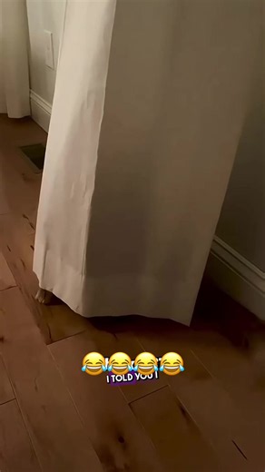 🤣🤣 #dog #cat #animals #funny #voiceover | Voice Over Animals