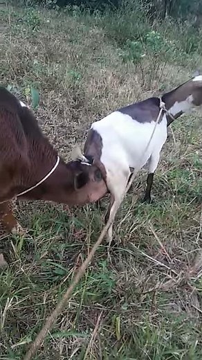 goat breast feeds calf
