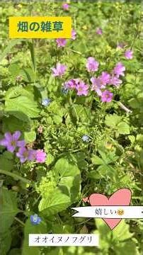 畑の雑草、食べられる野草