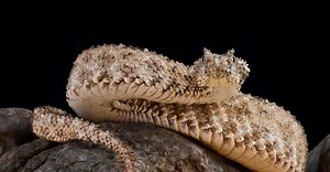 Spider-Tailed Horned Viper