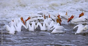 Pelicans demonstrate synchronized diving for fish. They are community oriented fishers until somebody catches a fish. When there is a fish in someone's beak, they try to take it for themselves.