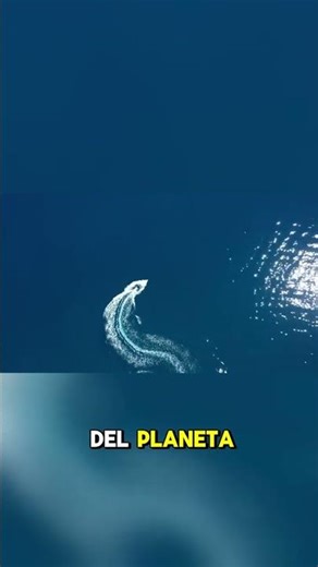 5 Facts That Will Make You Question Everything! 🤯✨ #shorts