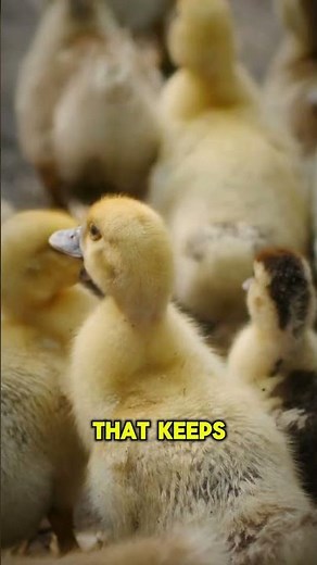 Duck's Waterproof Feathers #duck #animaladaptations