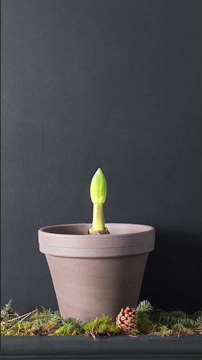 Discover our Amaryllis bulbs