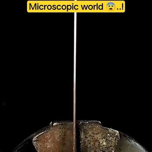 microscopic world 😨..?#facts