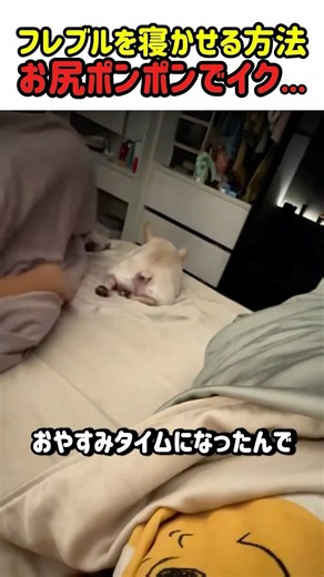 [Hilariously Cute and Healing] How to put a Frenchie to sleep... patting their butt to dreamland....