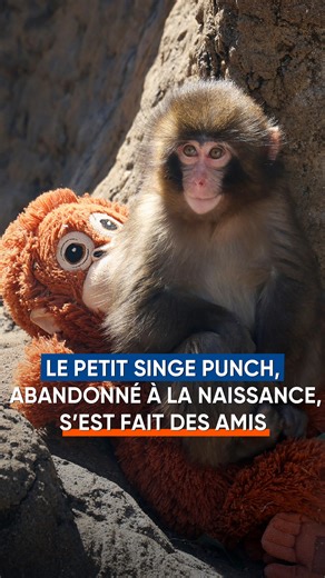 Bonne nouvelle pour Punch. 🐒 Ce bébé macaque de six mois, filmé au zoo d’Ichikawa à l’est de Tokyo, avait ému les réseaux sociaux en s’agrippant à une peluche en forme d’orang-outan pour se rassurer, après avoir été abandonné par sa mère, épuisée par sa première mise bas. Privé du contact maternel, essentiel chez les macaques japonais pour développer leur musculature et leur sentiment de sécurité, Punch avait été pris en charge par les soigneurs. Ceux-ci lui avaient proposé différentes solution