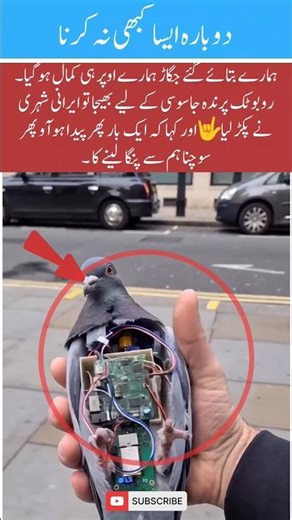 Alleged Spy Pigeon Captured 😮 | Unusual Discovery Explained #Shorts #viralvideo #news #duet #army