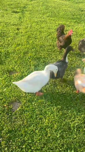 The only reality tv worth watching! 😂#mypetchicken #mypetchickenofficial | My Pet Chicken