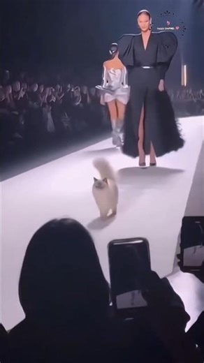 when when a cat walked fashion show 👀👠 #fashion #shortsviral #shortvideos
