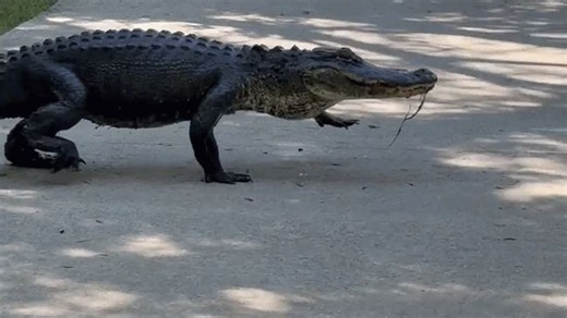 Onlookers impressed as big gator crosses walkway