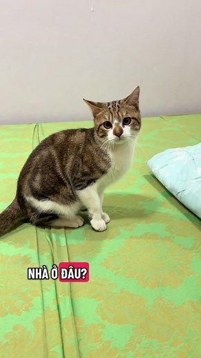 Đẹp trai như này thì mình xinnnn 🤣 #cat | cats
