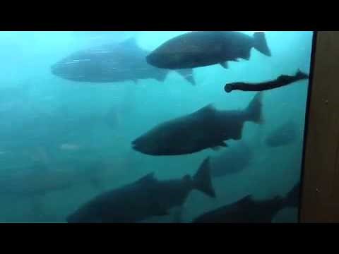 Bonneville Dam fish ladder window