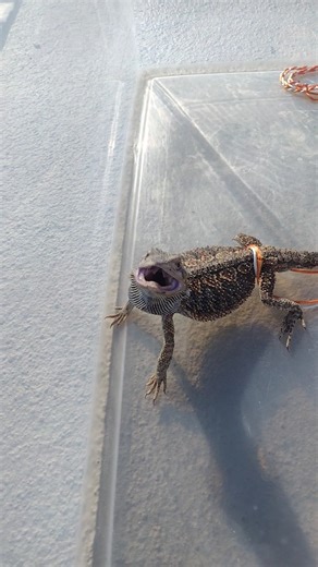 Bearded Dragon Simba Enjoying the pool #reptile #reptiles #lizard #pool #cute #pets #pet #gavyn #fun