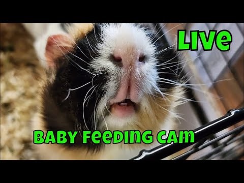 LIVE - The Largest Guinea Pig Rescue in the USA