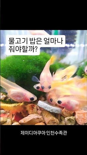 물고기 키우기를 시작하신 분들을 위한 영상 1 #물고기키우기 #물고기 #어항 #사료 #제이디아쿠아 #인천수족관