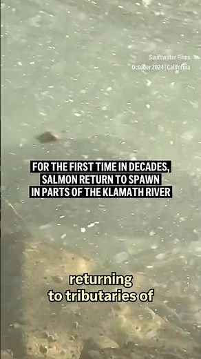 Salmon return to lay eggs in historic habitat after largest dam removal project in US history