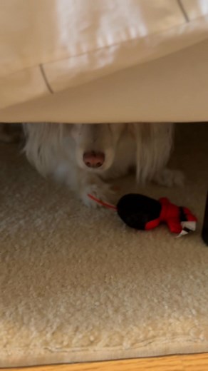 Is your dog a homebody? Book a trusted pet sitter who’ll care for them at your place. We call it house sitting—your dog calls it a staycation. | Rover.com