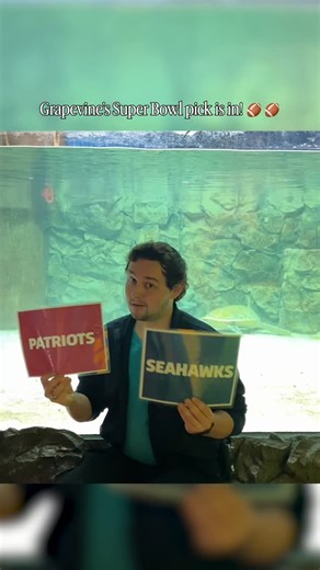 🐢🏈 Two rescued sea turtles at SEA LIFE Grapevine recently made their fin-tastic Super Bowl pick and let’s just say there was zero debate underwater! Aquarists placed Seahawks and Patriots signs (with a squid snack at each 🦑) inside the Sea Turtle Rescue Center to see which team would get the official turtle vote. One turtle swam straight to the Patriots without a second thought, while the other took a little cruise around the tank before landing on the same choice… New England! 👀 We’re calli
